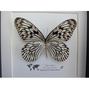 Paper Kite Butterfly